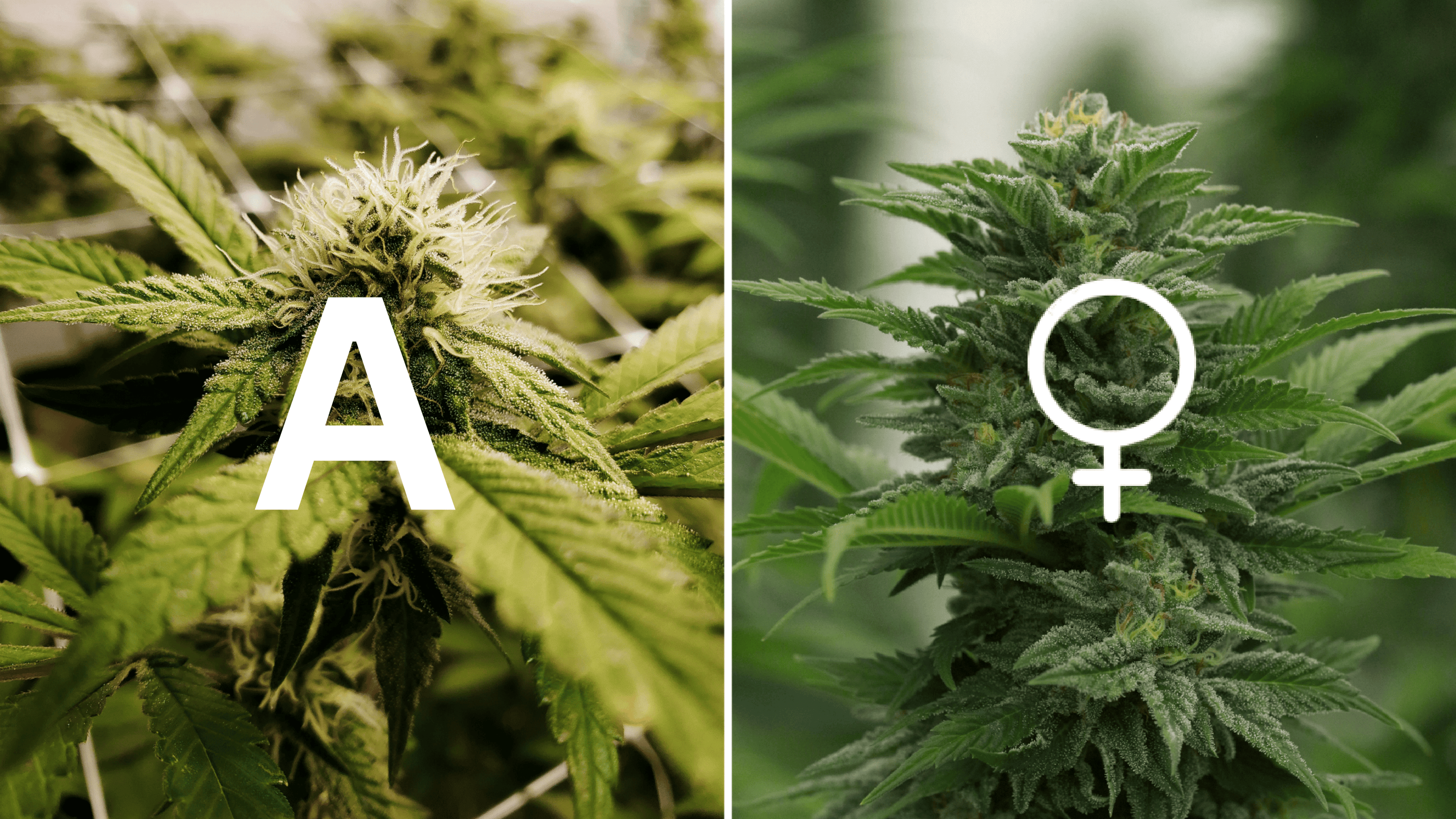 Feminisierte-Samen oder Automatik-Samen: Welche Wahl ist die Beste für Deinen Cannabis-Anbau?