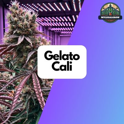 Die Beliebteste Cannabis-Sorte 2024: Gelato Cali