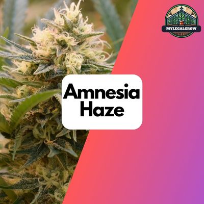 Amnesia Haze Samen Feminisiert