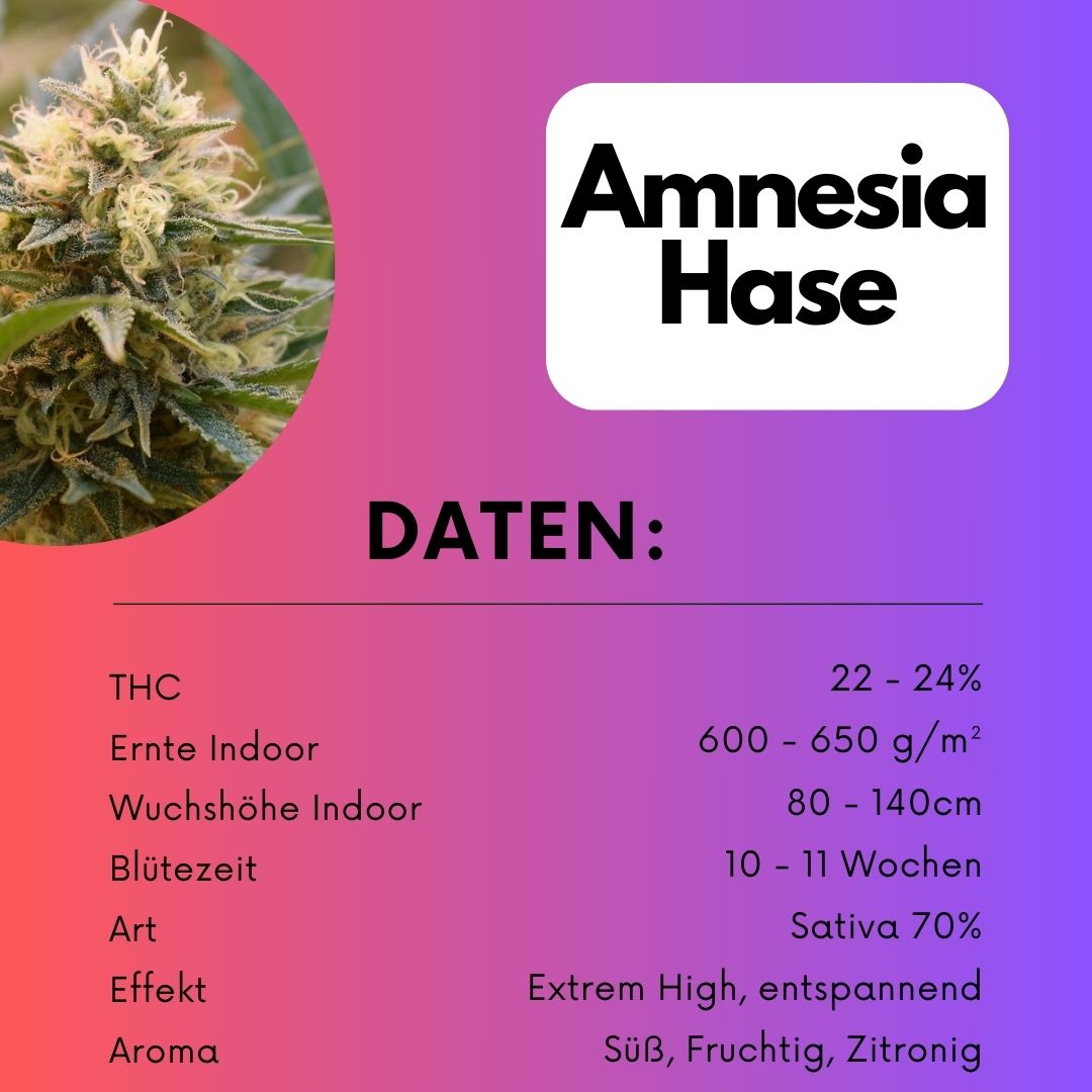 Amnesia Haze Samen Feminisiert