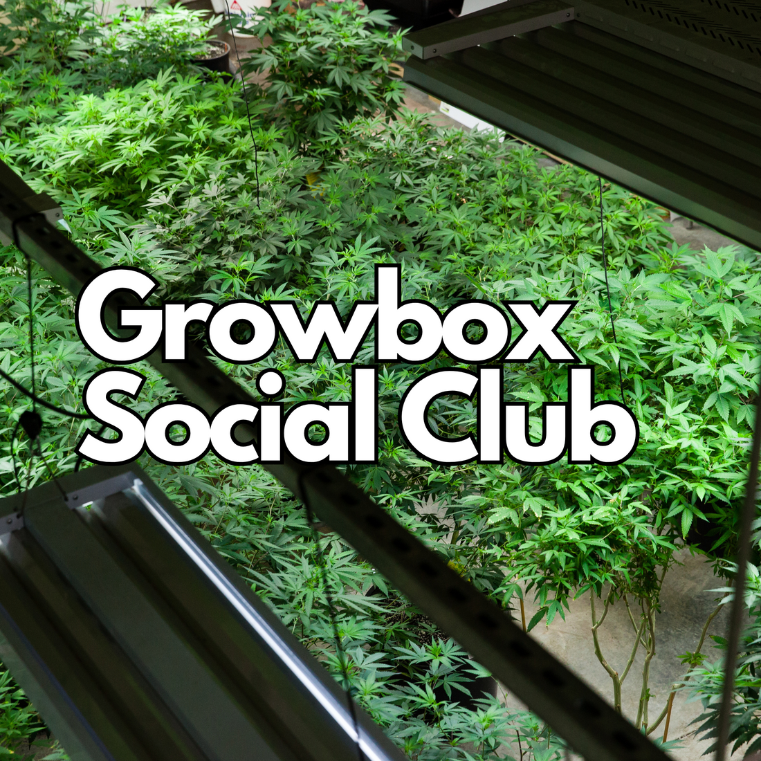 GrowBox Set Social Club Edition