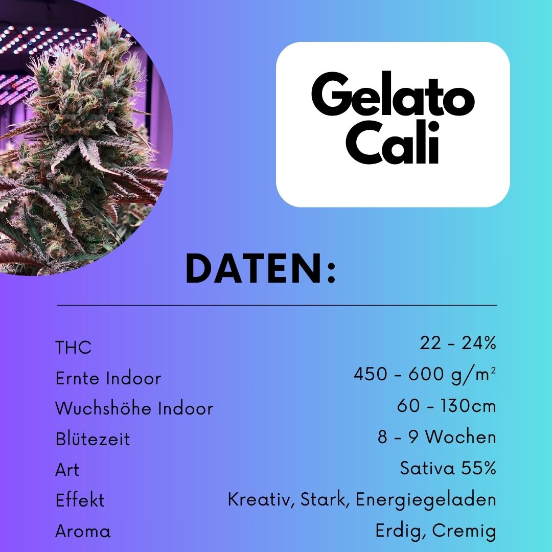 Gelato Samen Automatik