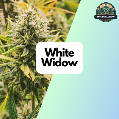 White Widow Samen Feminisiert