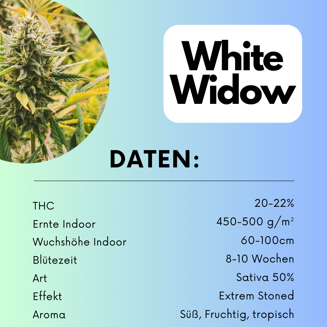 White Widow Samen Feminisiert